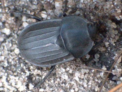 Silpha tristis
